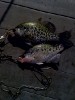 Derby Kansas Crappie