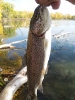 Trout 2