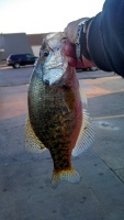 Derby Crappie