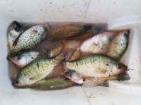 Derby Crappie