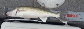 cheney walleye a