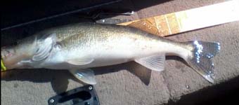 Cheney Walleye Caught