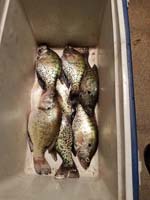 Glen Elder Crappie